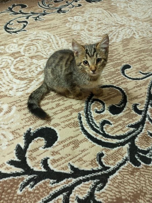 Отдам даром котика и кошечку.