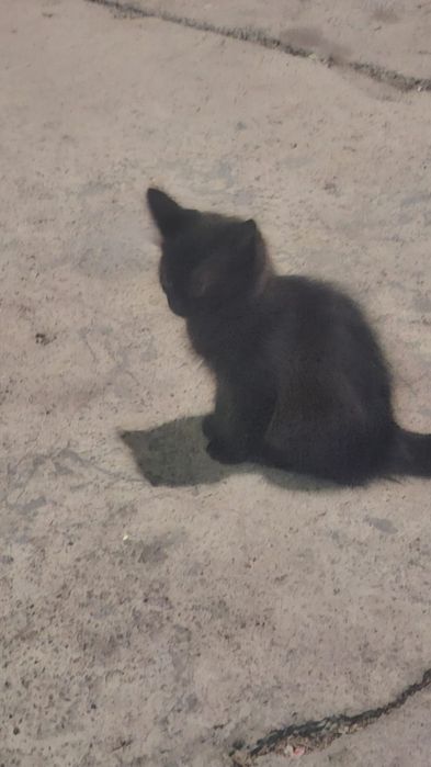 Отдам котят бесплатно
