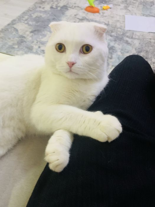 Продам добрый кот