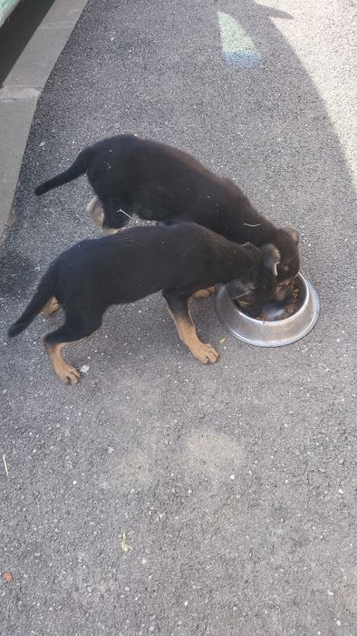 Se oferă spre adopție gratuit cățeluși pui metis masculi