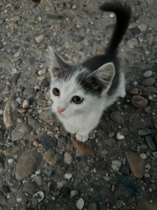 Отдам котят бесплатно
