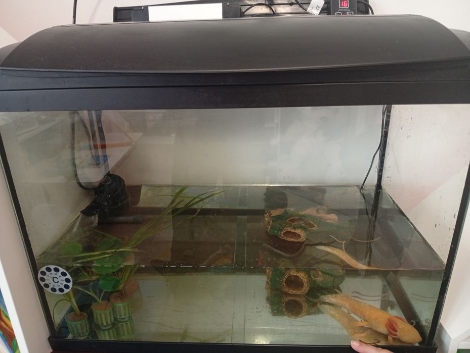 Acvariu de 65l echipat