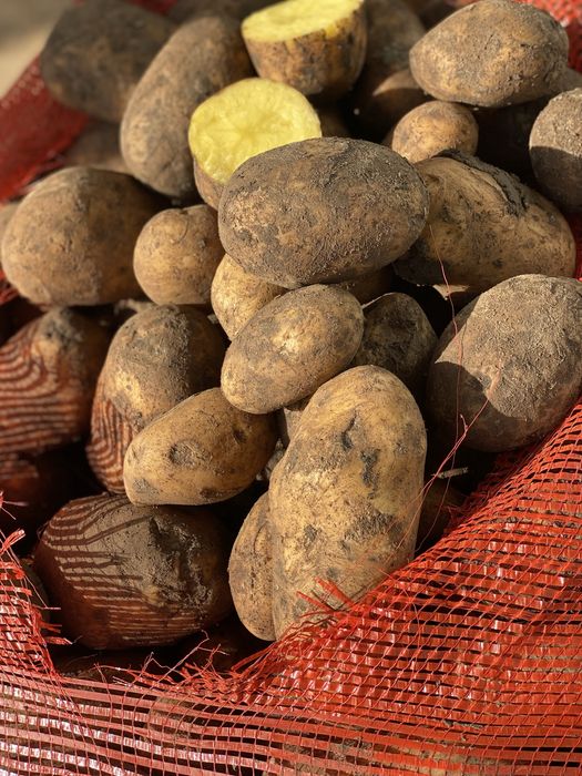 Картофель картошка