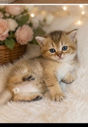 Шотландские котята. Золотая шиншилла