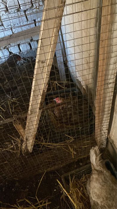 Тауык пен Кораз.