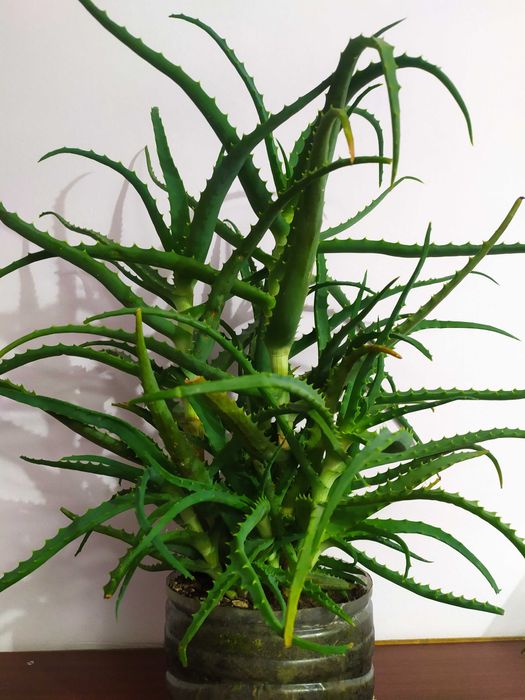 цветок АЛОЕ, цветки возрастом Б0ЛEE пяти лет! НЕ дорого!