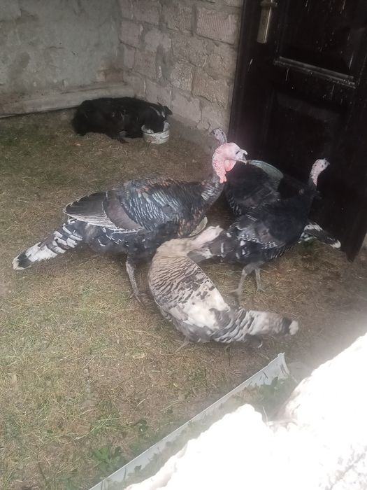 Индюк 1 каразе 3 макиян жас