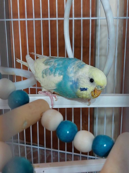 Волнистый попугай