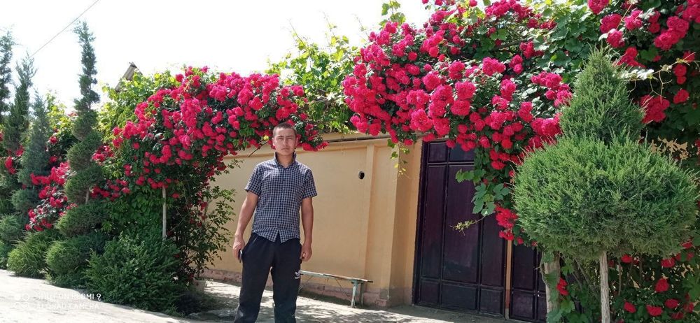 Darvoza gul плетистая роза