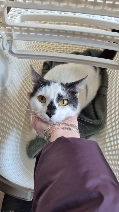 Scandal pisica cauta acasa