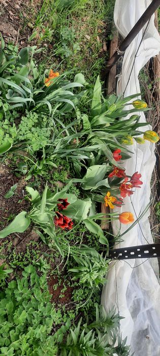 Продам домашние тюльпаны