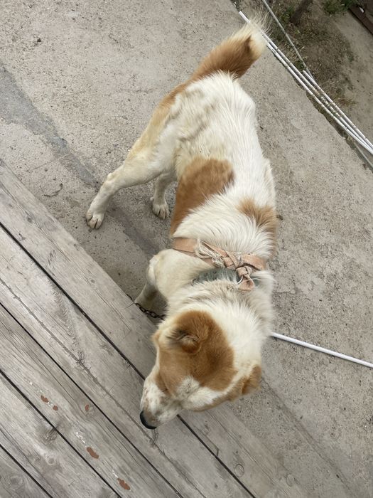 Алабай ит тегін беремін. Сабака Алабай