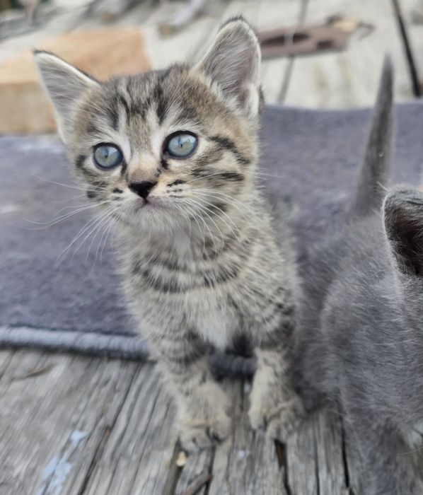 Котята  1,5 месяца