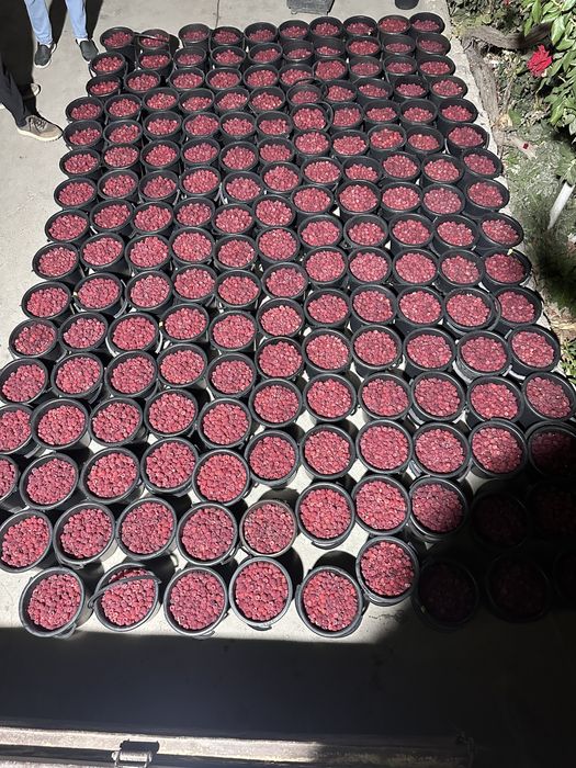 Muzlagan MALINA | Малина оптом