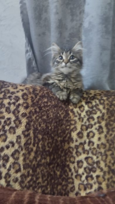 **Продам на половину Шотландскую Тигрицу***