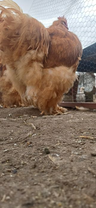 Cocoș cochinchina uriaș