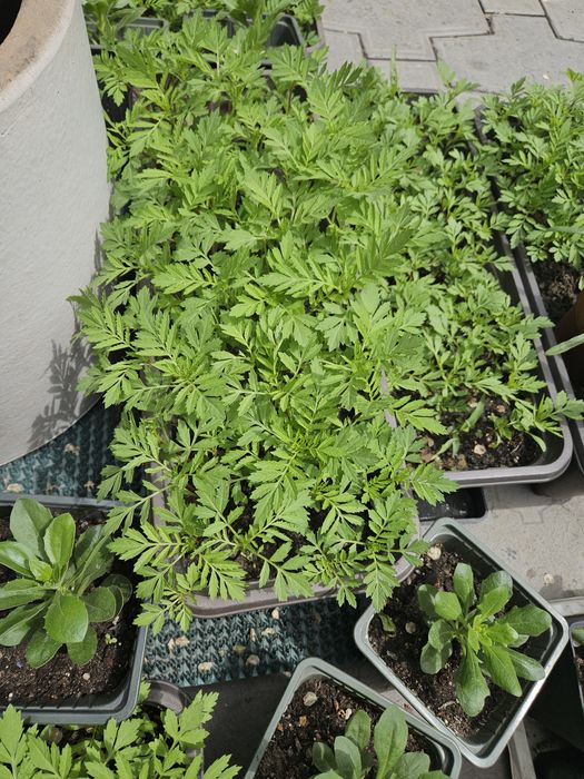 Бархатцы Болеро, петунья, продам рассаду