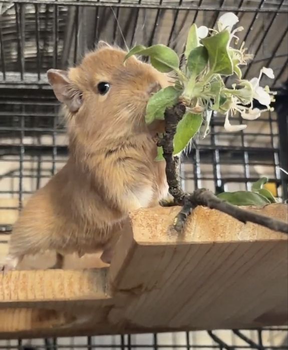 Veverite Degu pentru adoptie
