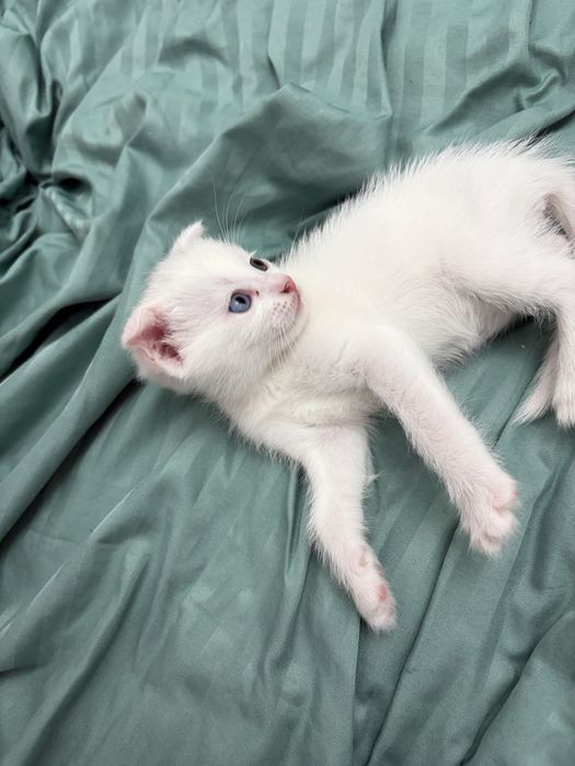 Британские вислоухие котята