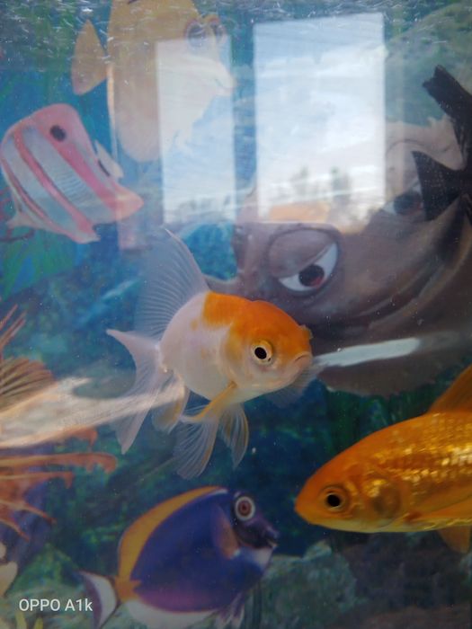 Аквариум балығымен