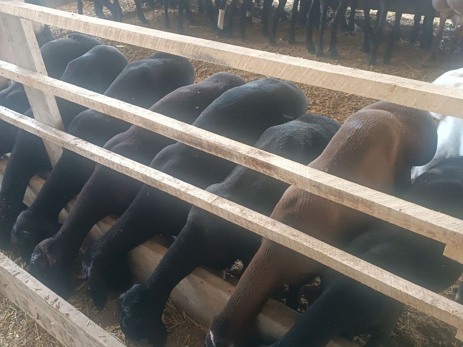 Qoylar sotiladi eng arzon narhlarda