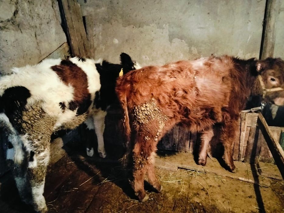 Телята тёлки продам