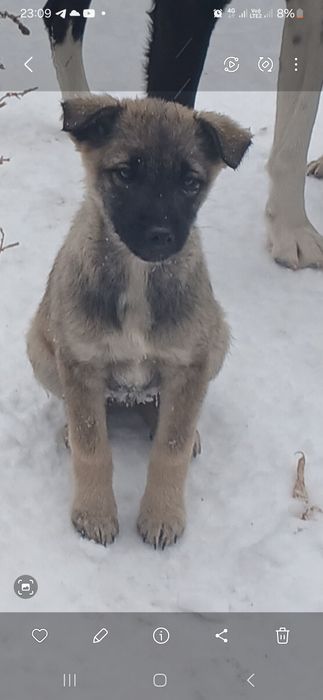 Собачки ищут дом!