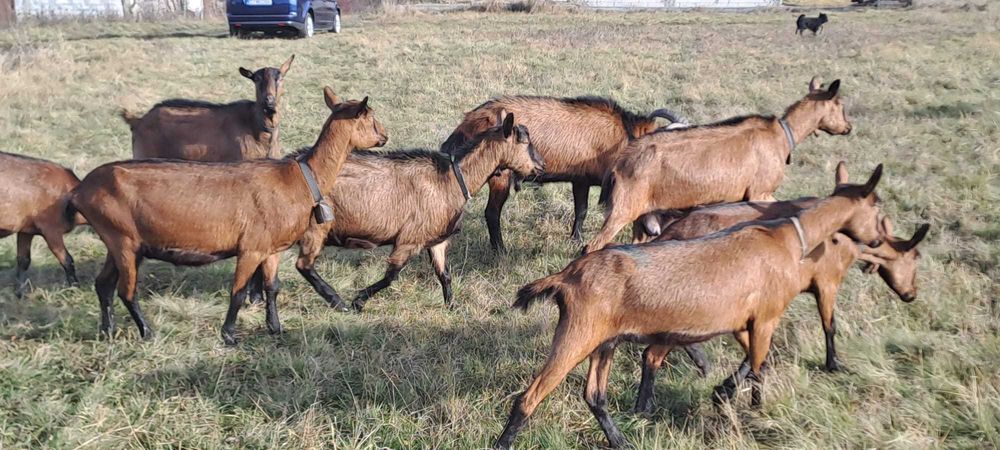 Vand capre bune de lapte