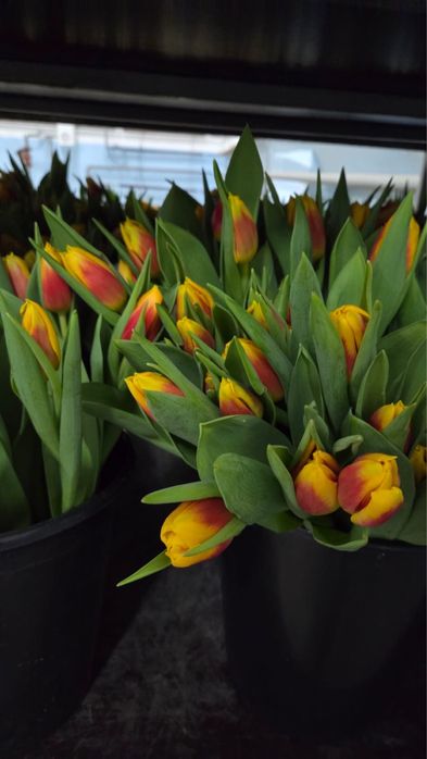 Тюльпаны оптом Астана