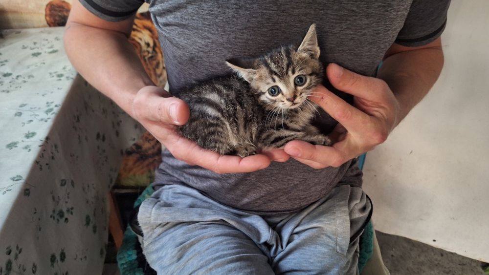 Отдадим котёнка 1мес мальчик