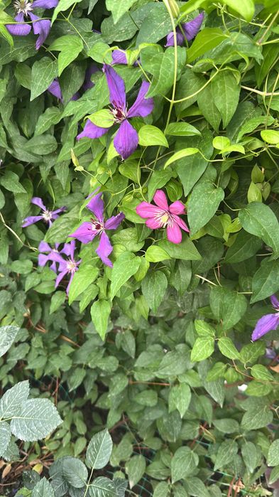 Клематис фиолетовый