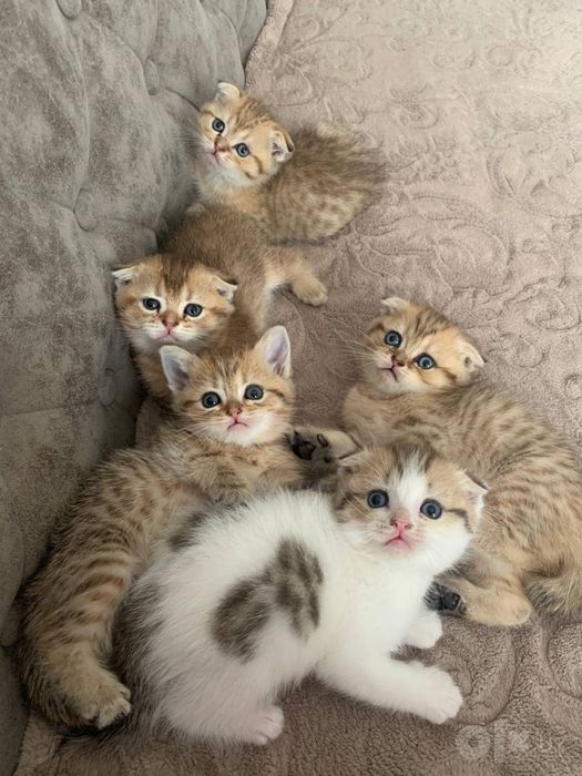 Шотландские котята золотого окраса