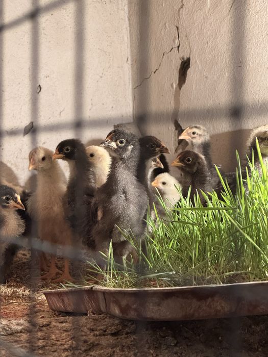 Продам  домашних цыплят