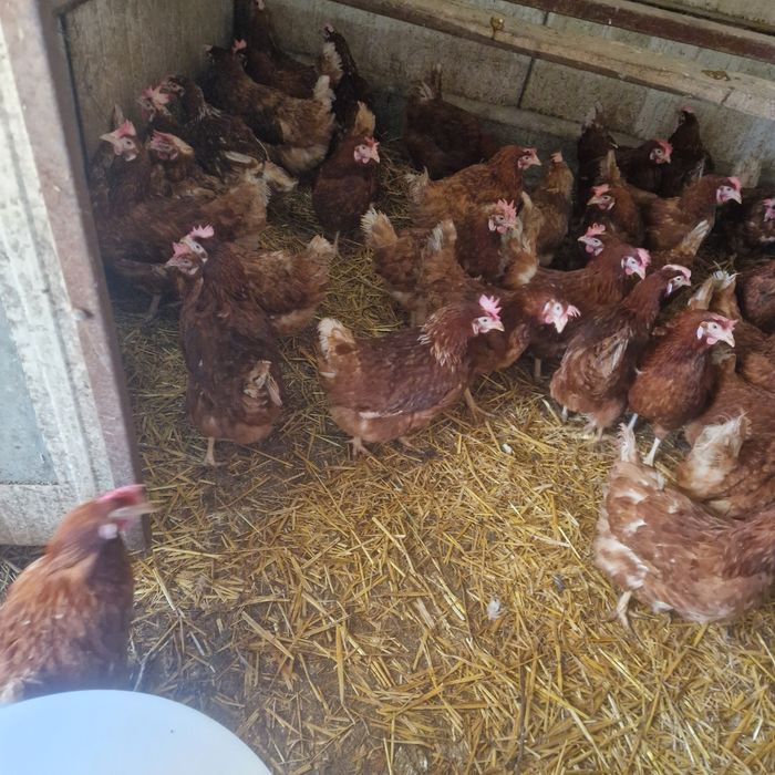 Gaini de ouă issa brwn