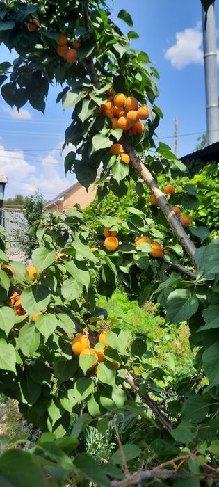 Продам дом в районе БСМП