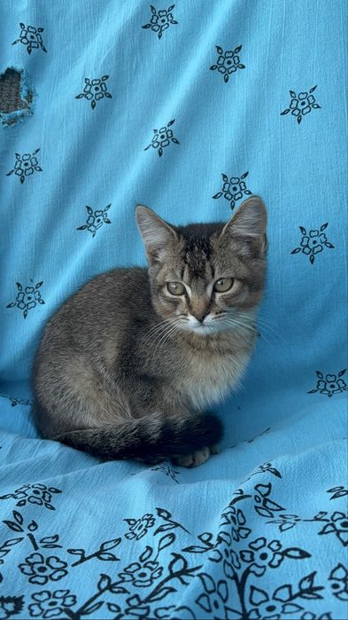котенок мальчикк
