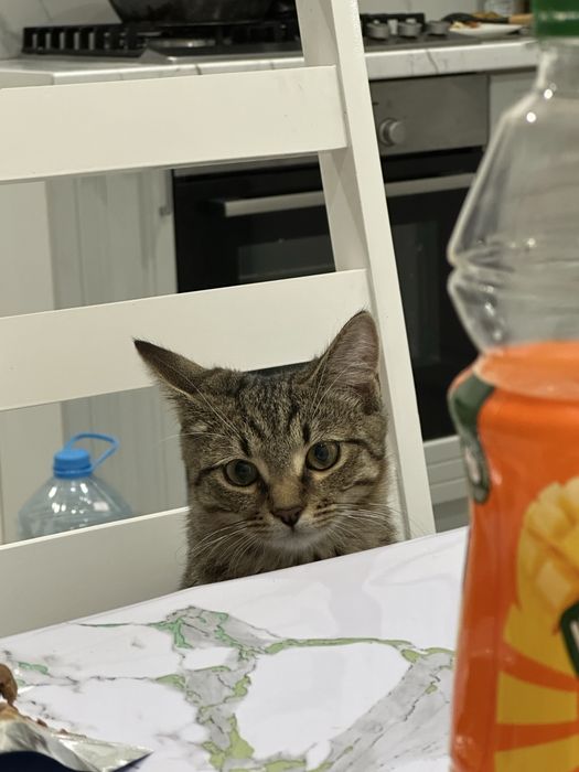 Отдам кота бесплатно