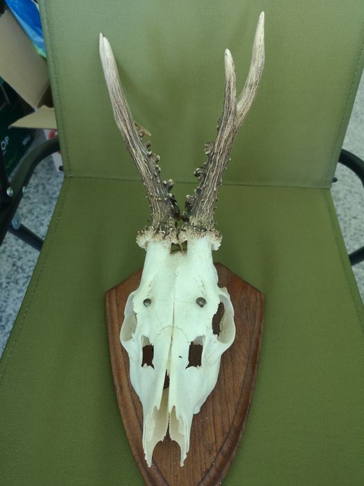 Рога от сръндак върху дървена конструкция.