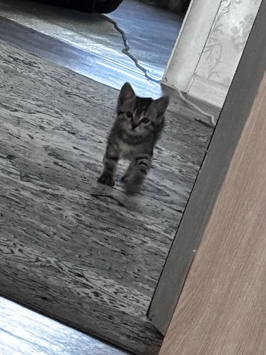 Продам котят шотландцы
