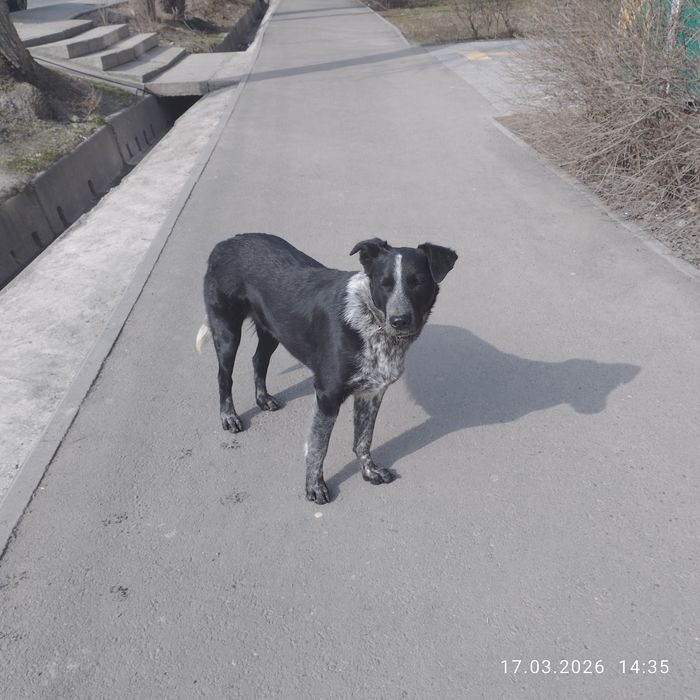 Собака сучка кто потерял