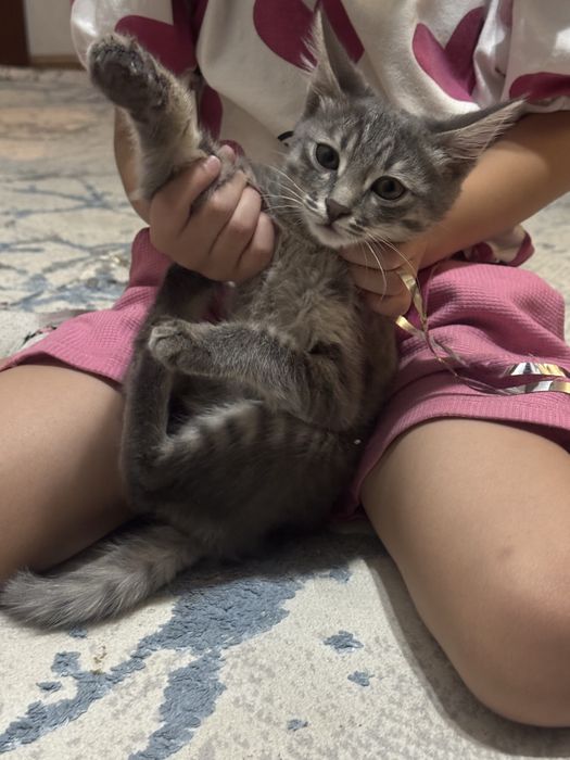 Продам котенка срочно