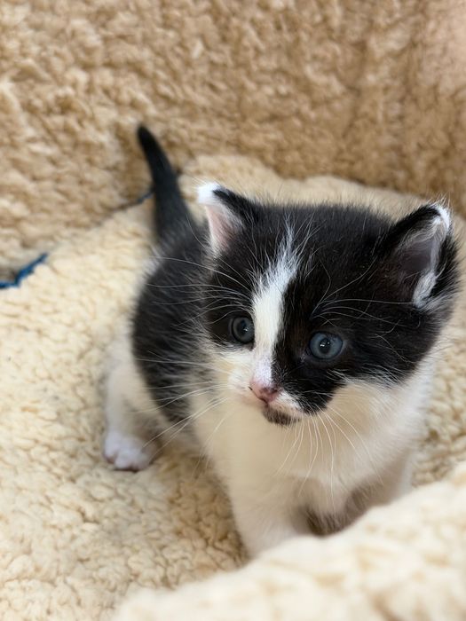 Котята ищут добрый дом