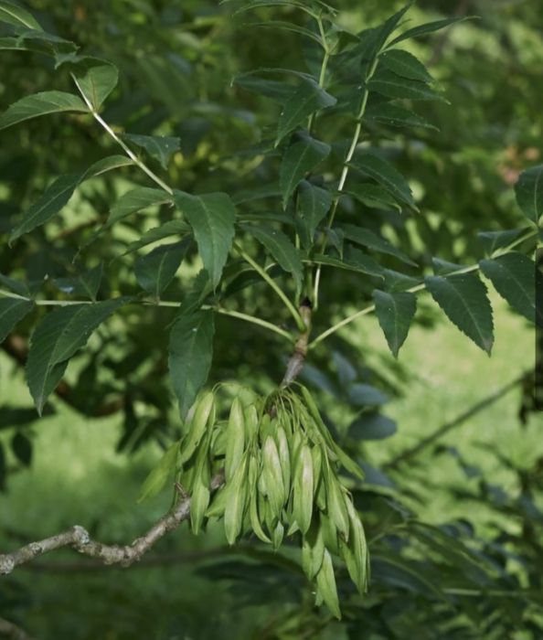 Vand puieti tei si frasin