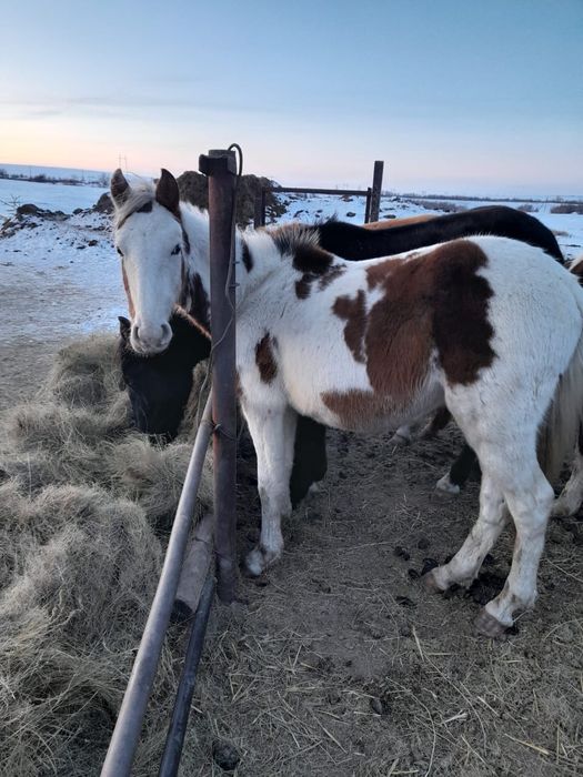 Продам лошадей .