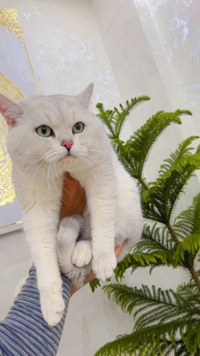 Вяскага Британиски Шиншилла 1.5 йош вяскани яхши к,илади