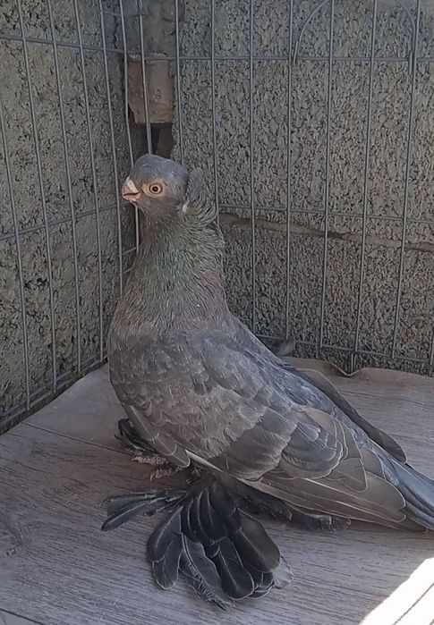 Челкарь самец молодой