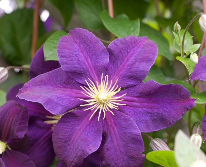 Продаются цветы клематис