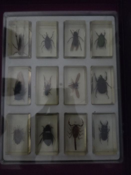 Vând Insectar, 16 insecte unice