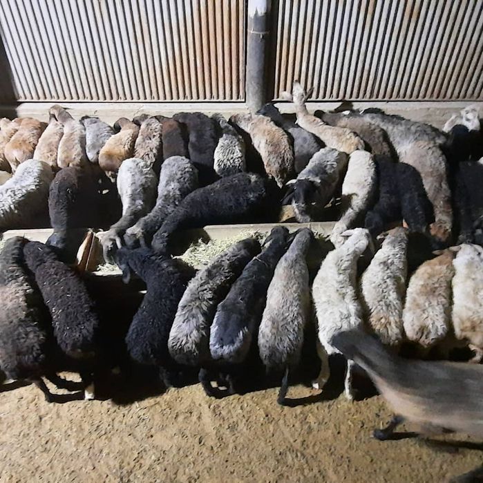 май семиз кой токты тусак кошкар