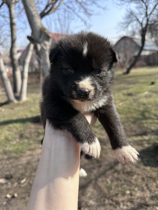 Щенки хаски ищут дом